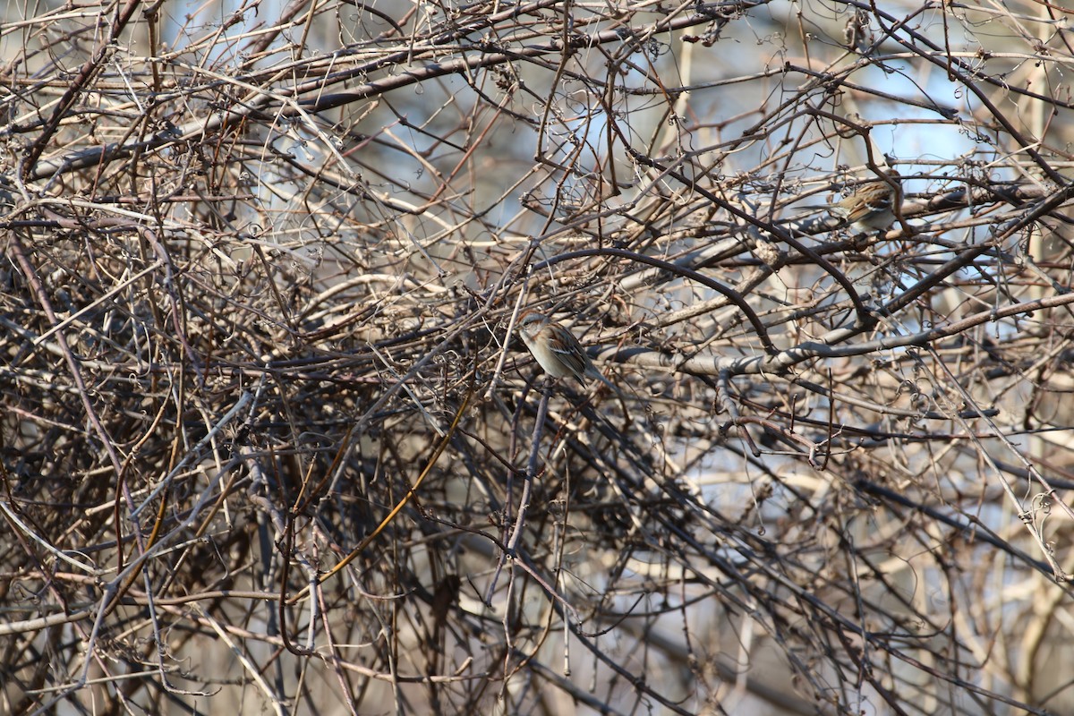 American Tree Sparrow - ML298724671