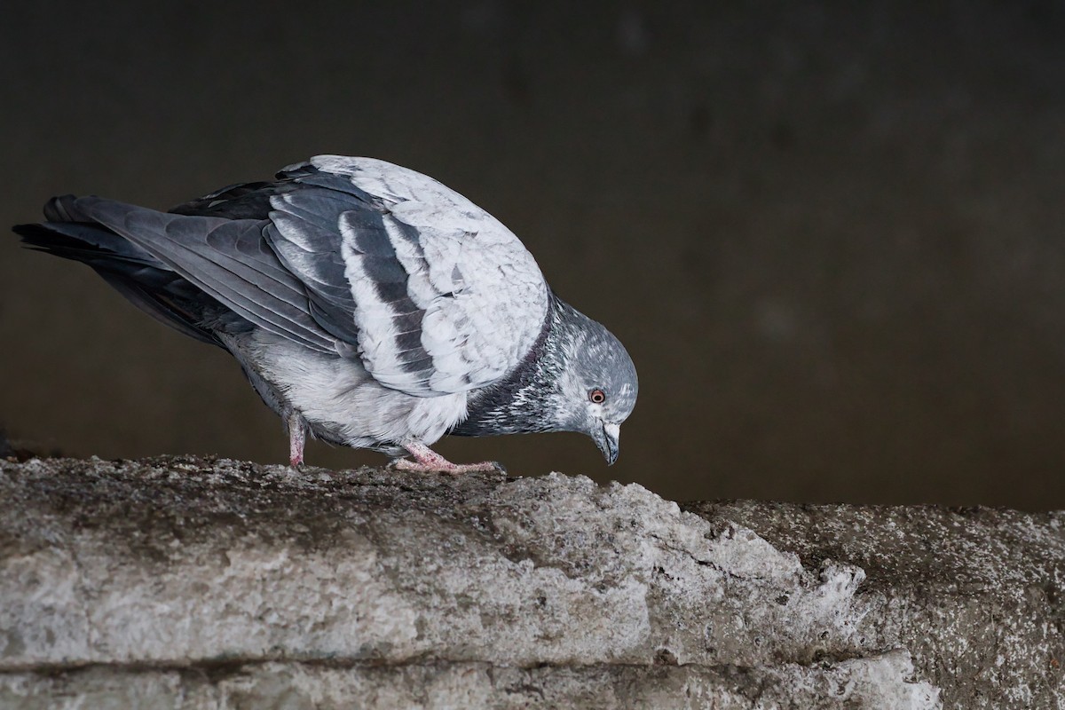 Rock Pigeon (Feral Pigeon) - Anne Auclair  Moe