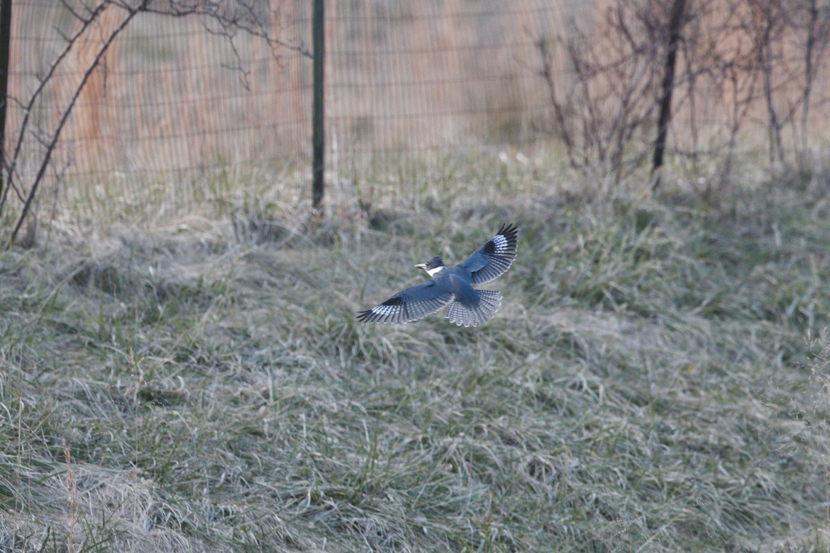 Belted Kingfisher - ML298727251