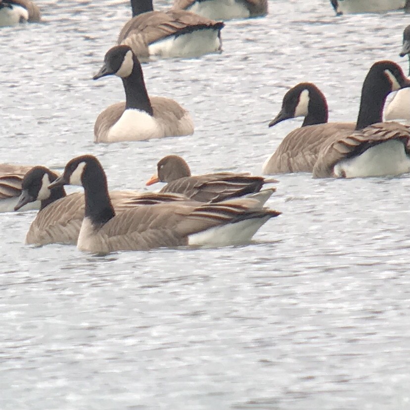 Greater White-fronted Goose - ML298730131