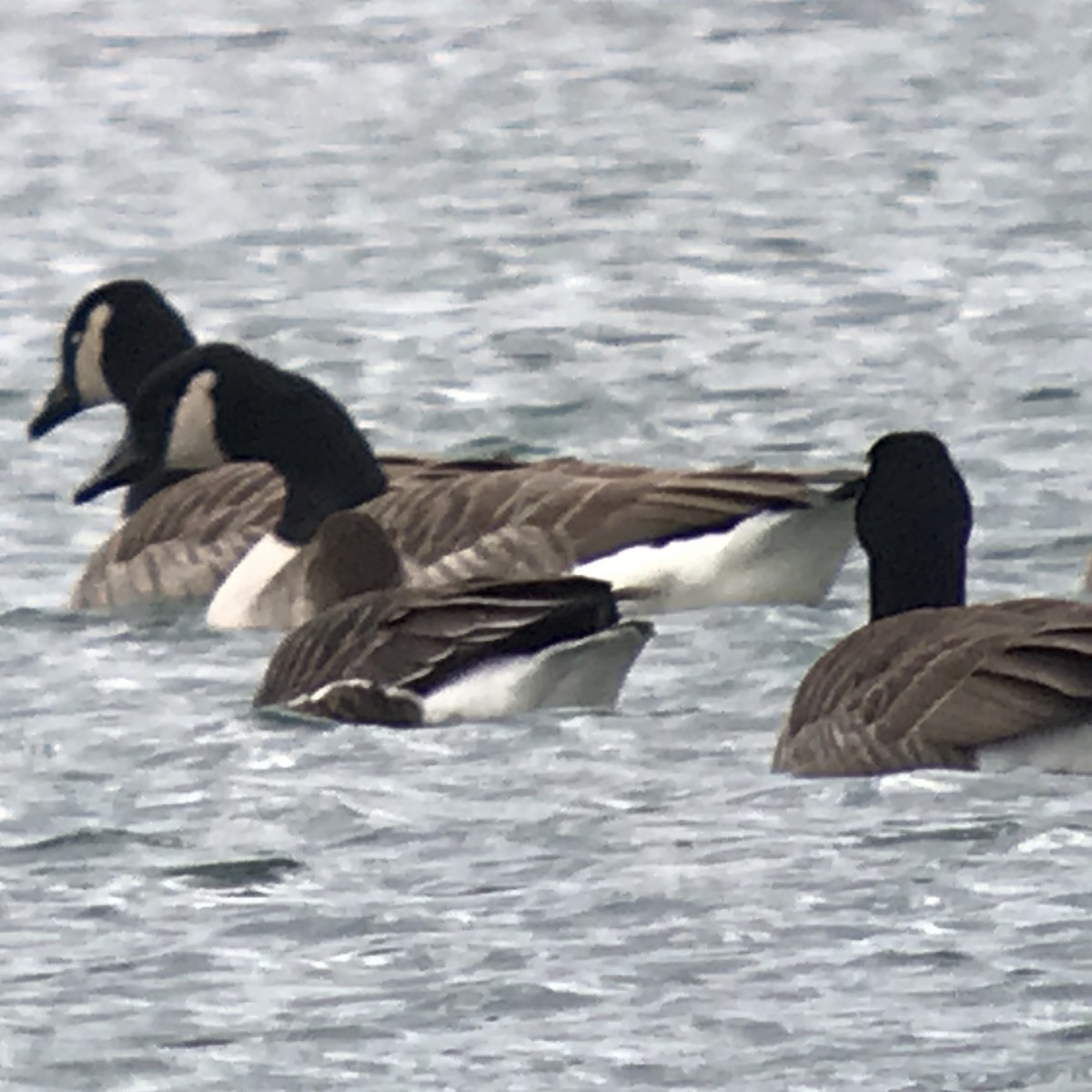 Greater White-fronted Goose - Ken Burdick