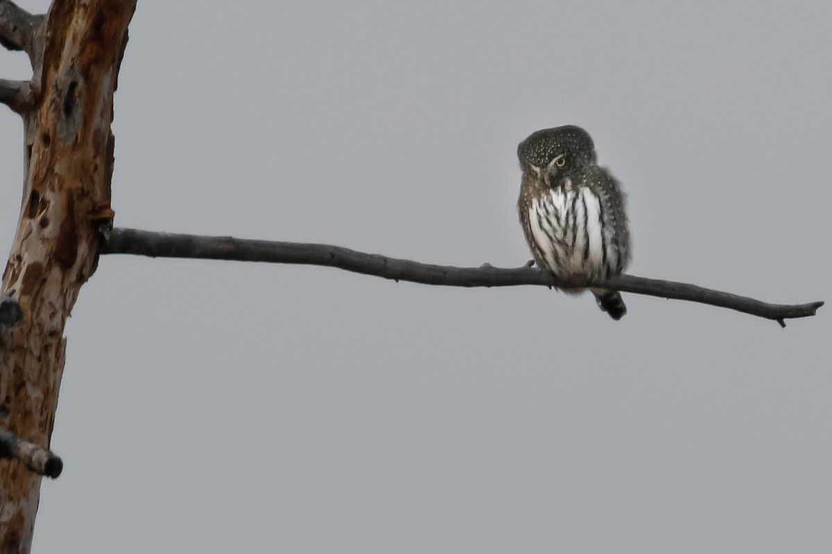 Northern Pygmy-Owl - ML298734061