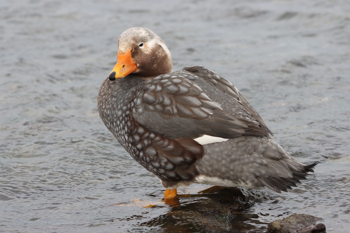 Falkland Steamer-Duck - Piet Pomp
