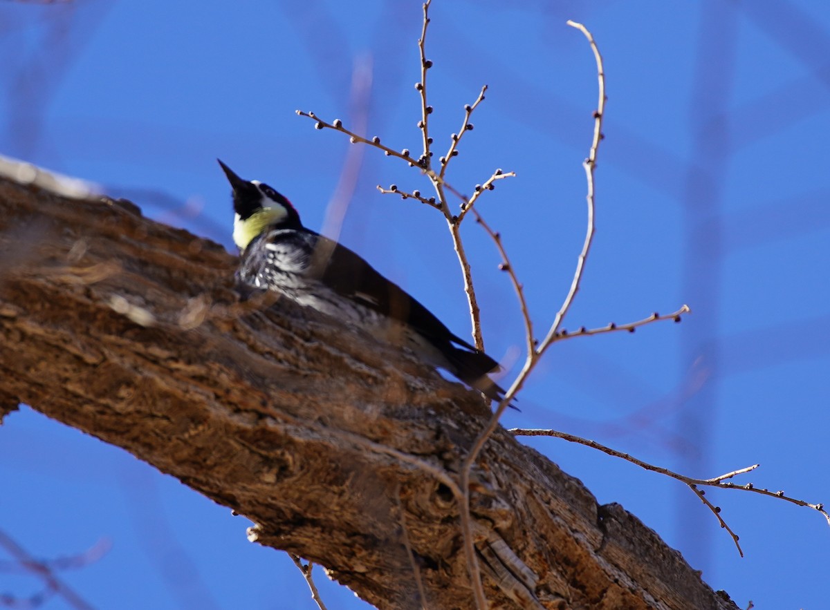 Acorn Woodpecker - ML298735861