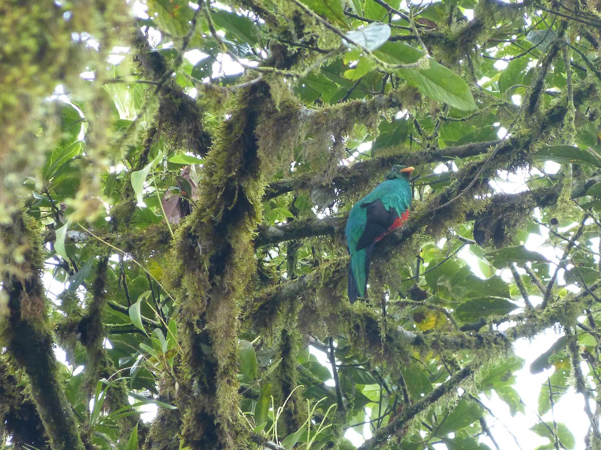 Golden-headed Quetzal - ML298735991