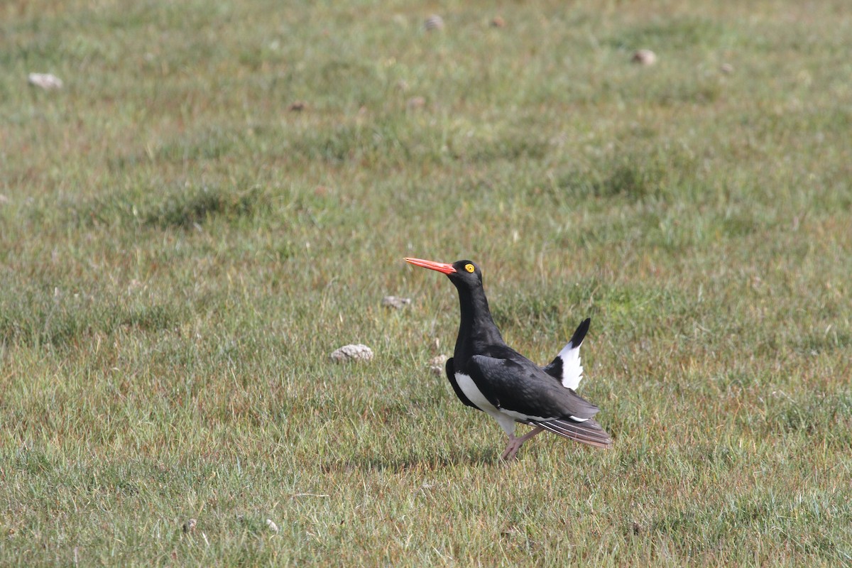 Magellanic Oystercatcher - James (Jim) Holmes