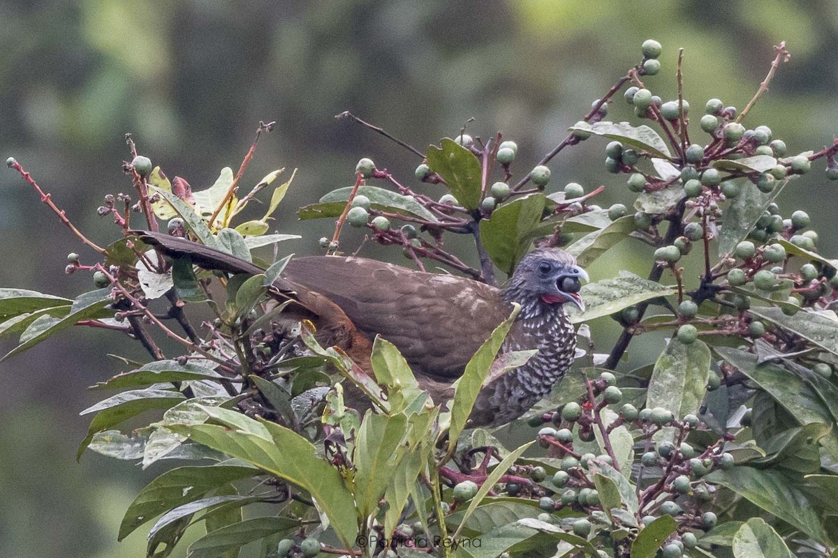 Speckled Chachalaca - ML298740001