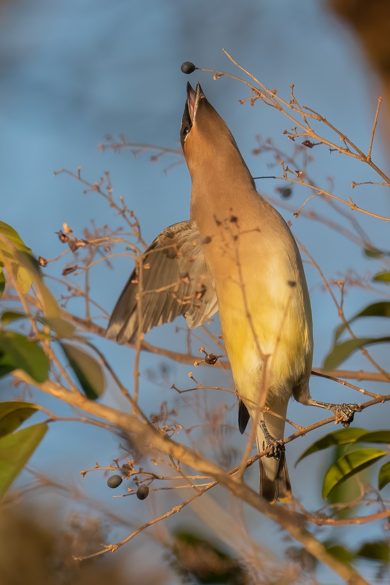 Cedar Waxwing - ML298740631