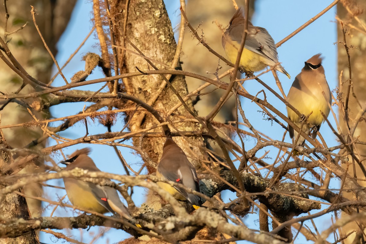 Cedar Waxwing - ML298740781