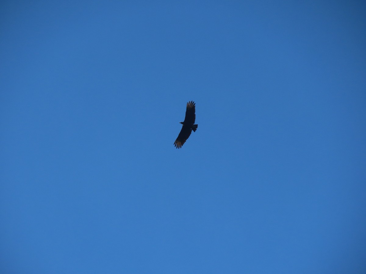 Black Vulture - ML298741191