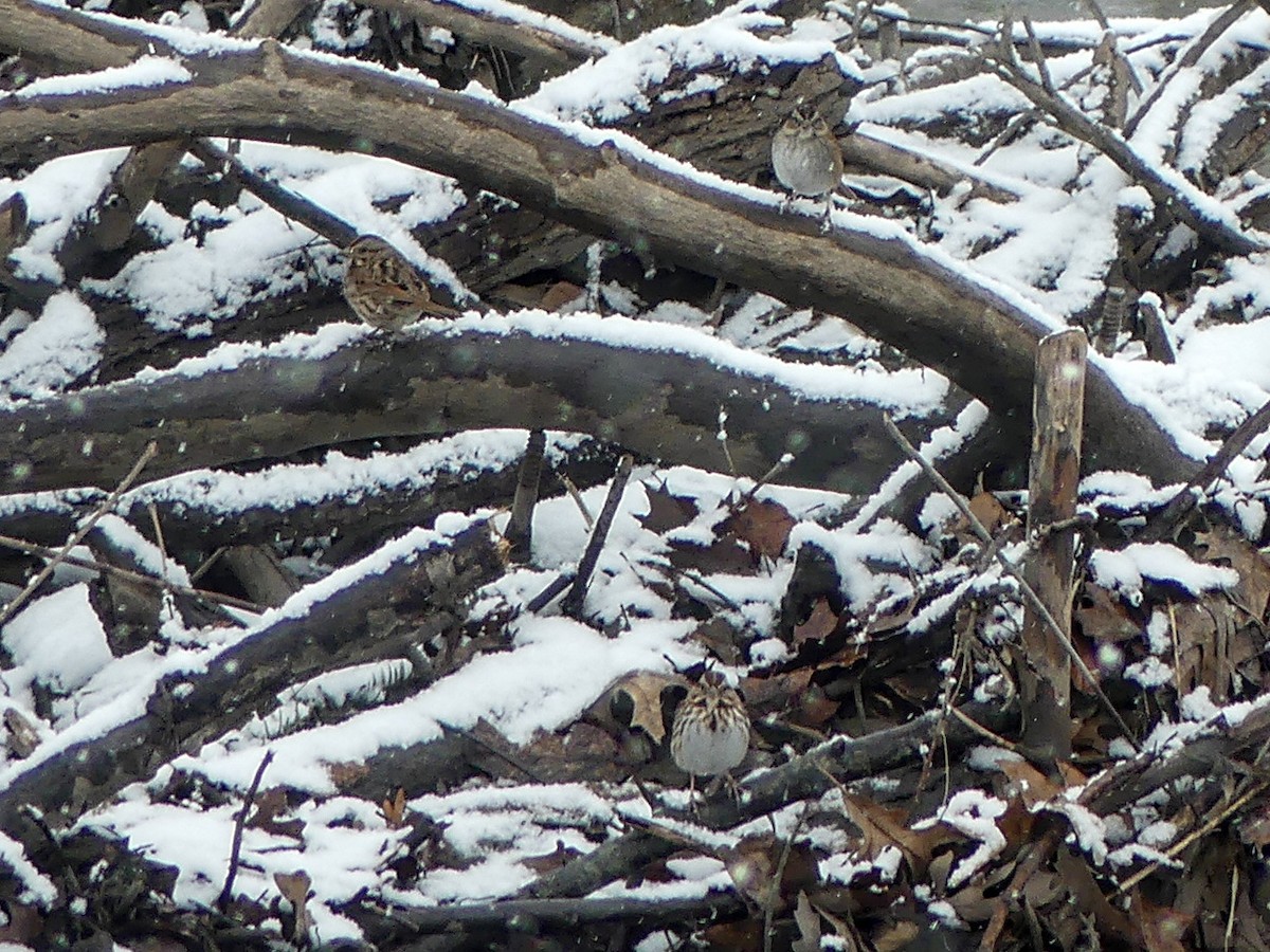 Song Sparrow - ML298742331