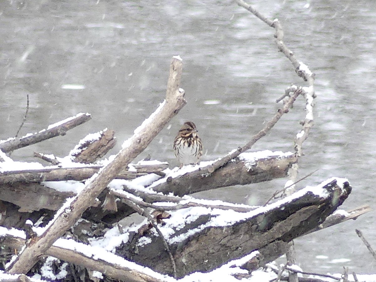 Song Sparrow - ML298742421