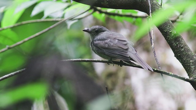 Grayish Mourner - ML298744011