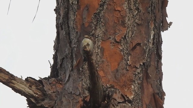 Brown-headed Nuthatch - ML298744031