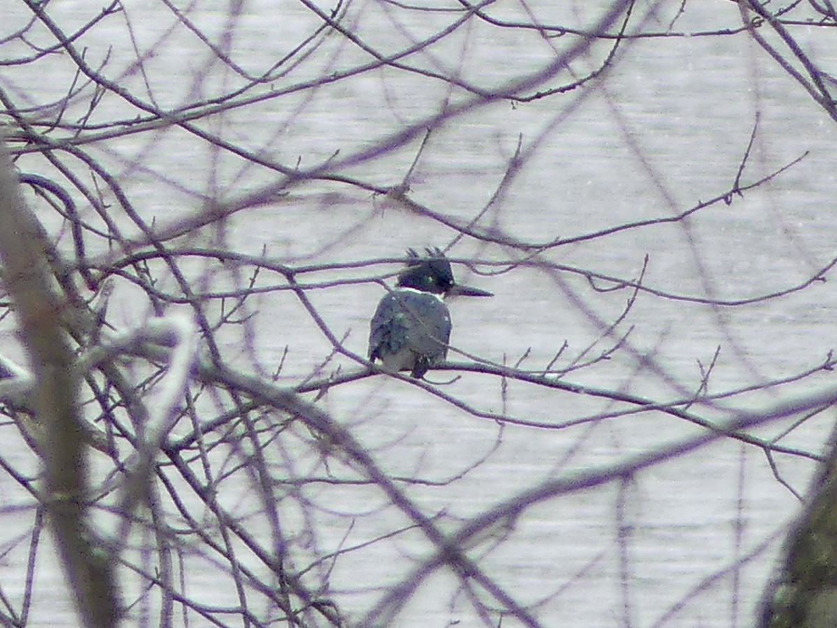 Belted Kingfisher - ML298744511