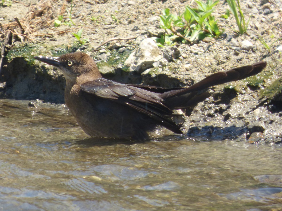Great-tailed Grackle - ML29874491