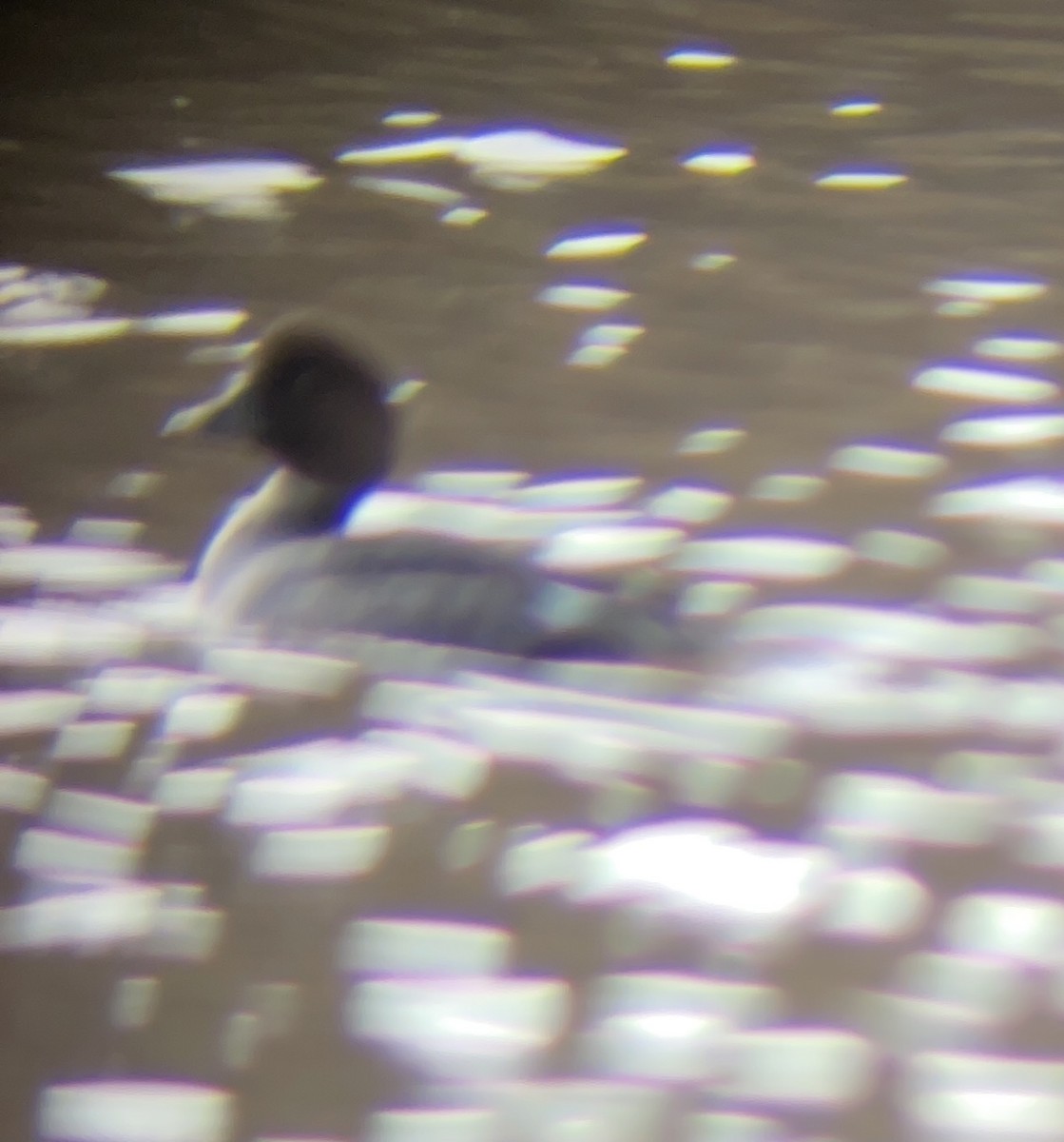 Common Goldeneye - ML298746531