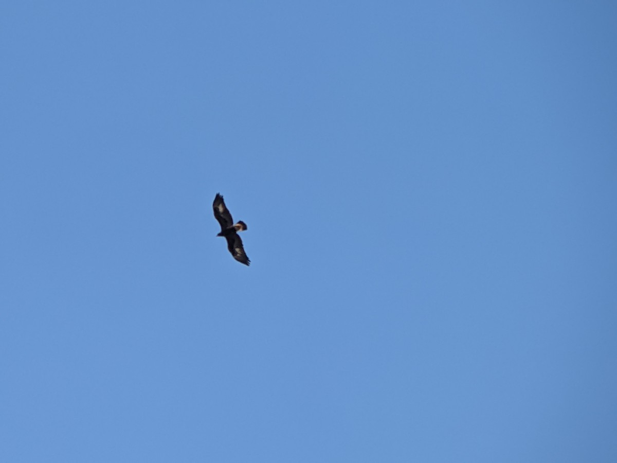 Golden Eagle - ML298748131