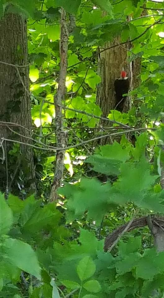 Pileated Woodpecker - ML29874871