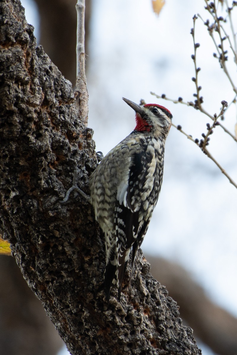 Red-naped Sapsucker - ML298749101