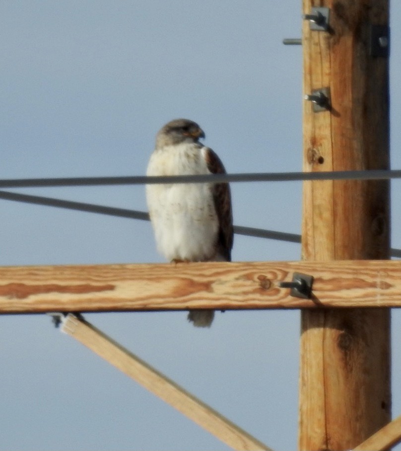 Ferruginous Hawk - ML298749451