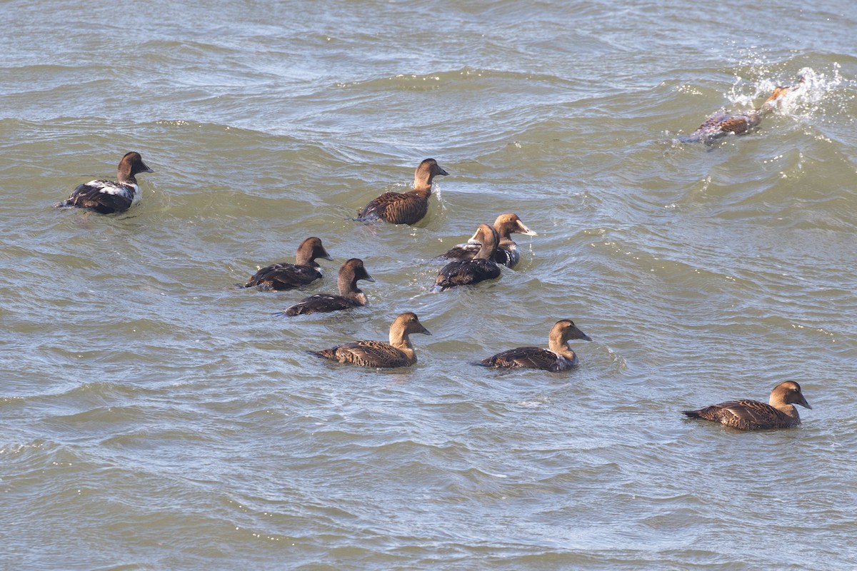 Common Eider - ML298749671