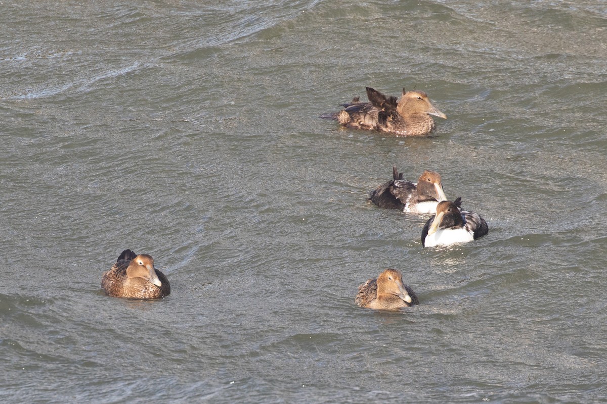 Common Eider - ML298749681