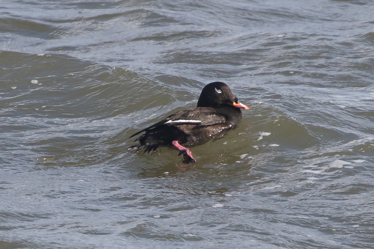 White-winged Scoter - ML298749771