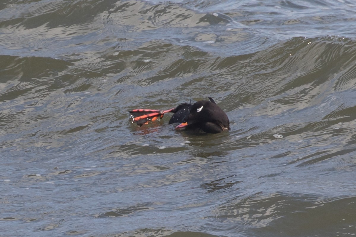 White-winged Scoter - ML298749781