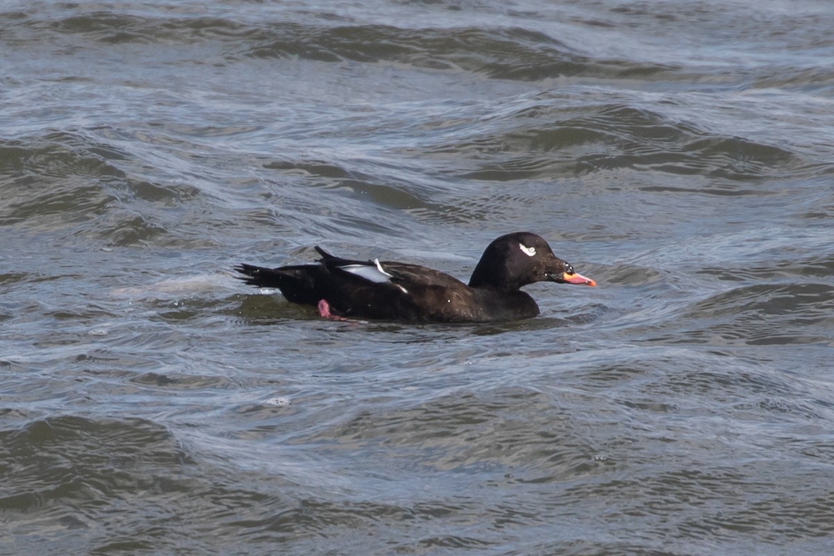 White-winged Scoter - ML298749791