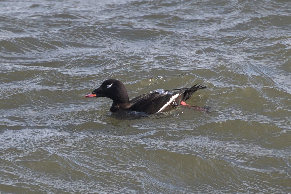 White-winged Scoter - ML298749801