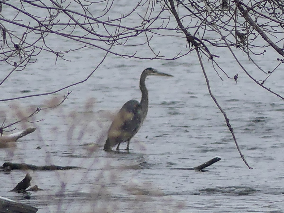 Great Blue Heron - ML298750311