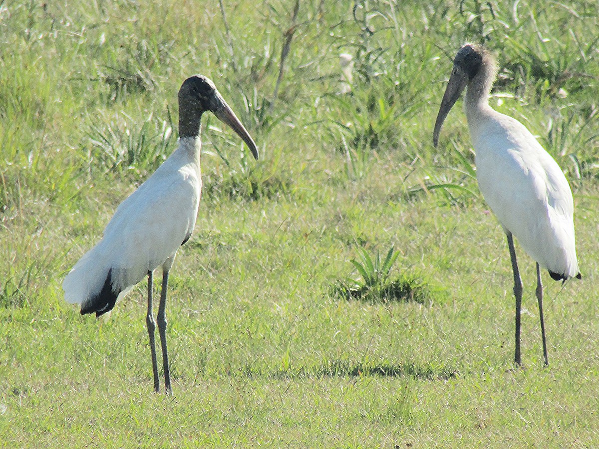 Wood Stork - Silvana Mallo