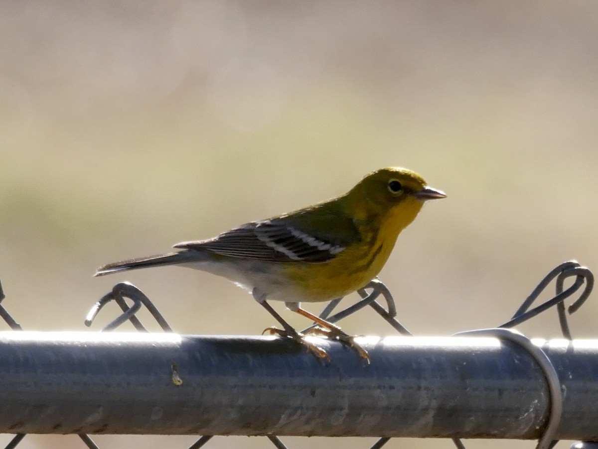 Pine Warbler - Tammy Brown