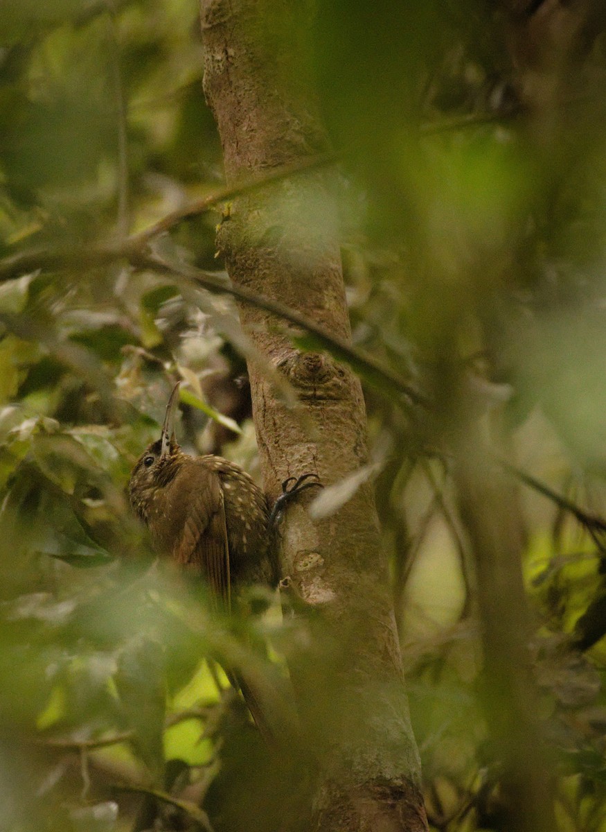 Spotted Woodcreeper (Spotted) - ML298753451