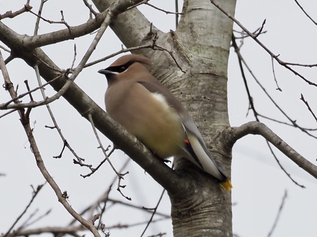 Cedar Waxwing - ML298753711