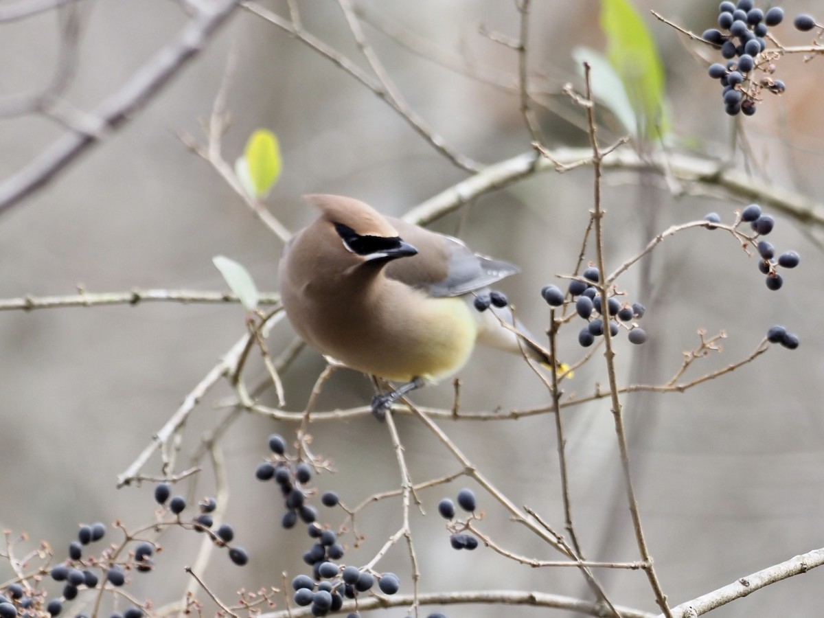 Cedar Waxwing - ML298753721