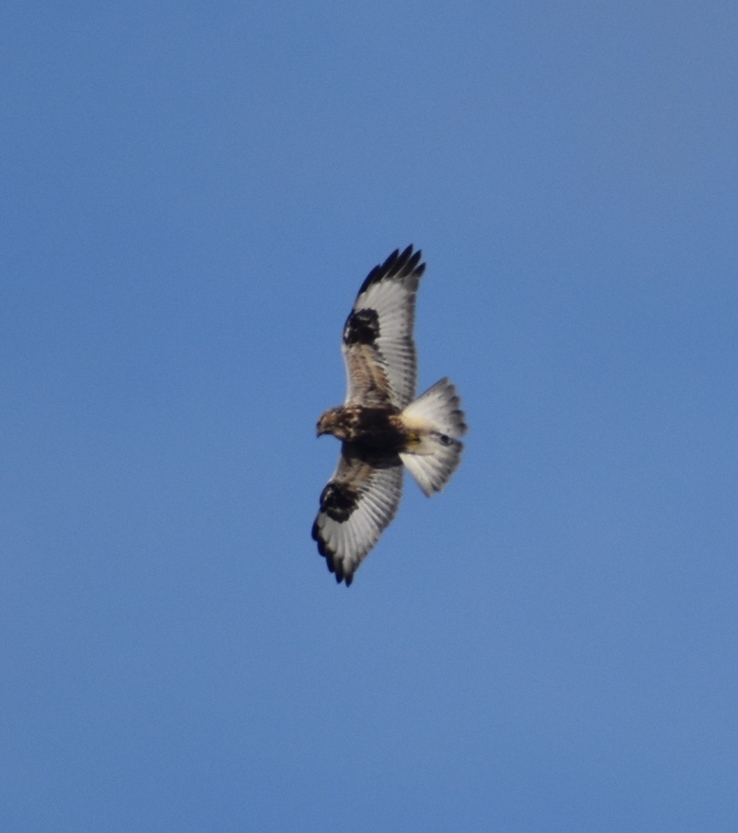 Rough-legged Hawk - ML298753971