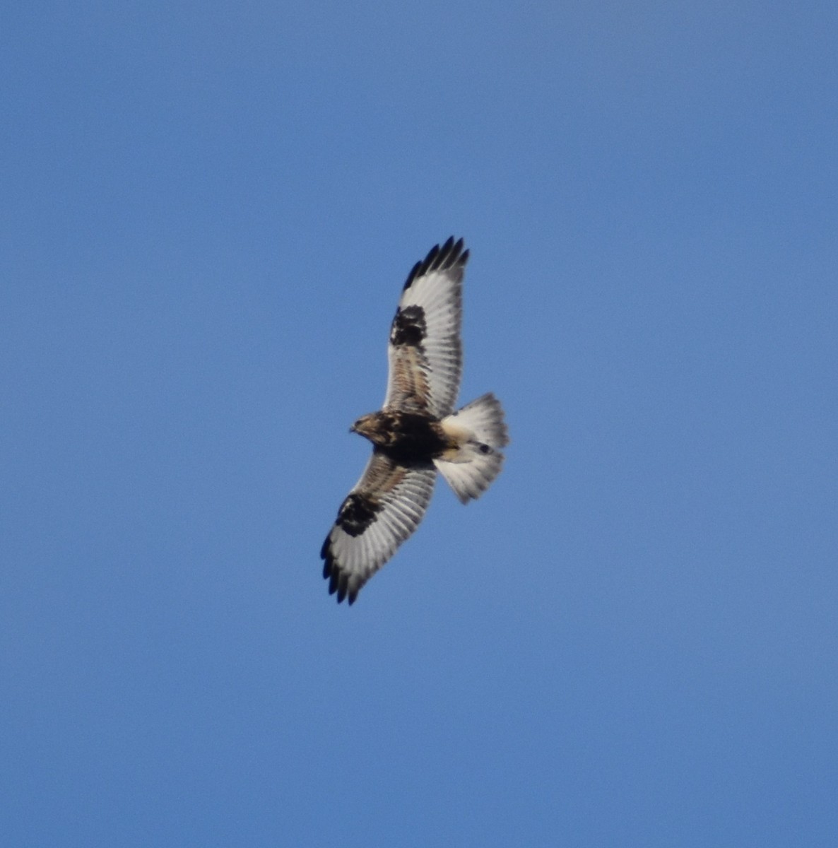 Rough-legged Hawk - ML298753991