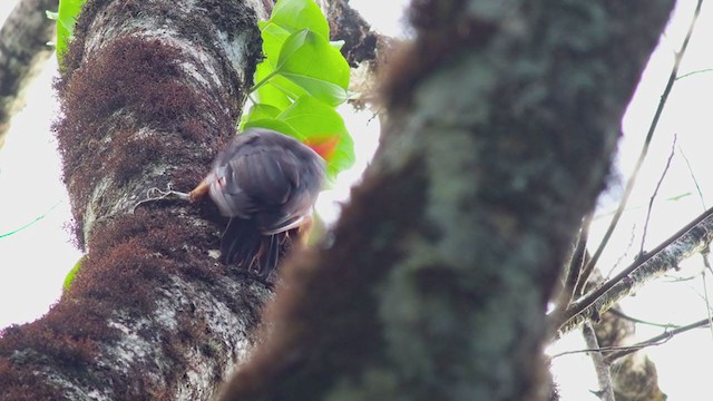 Red-necked Woodpecker - ML298754051