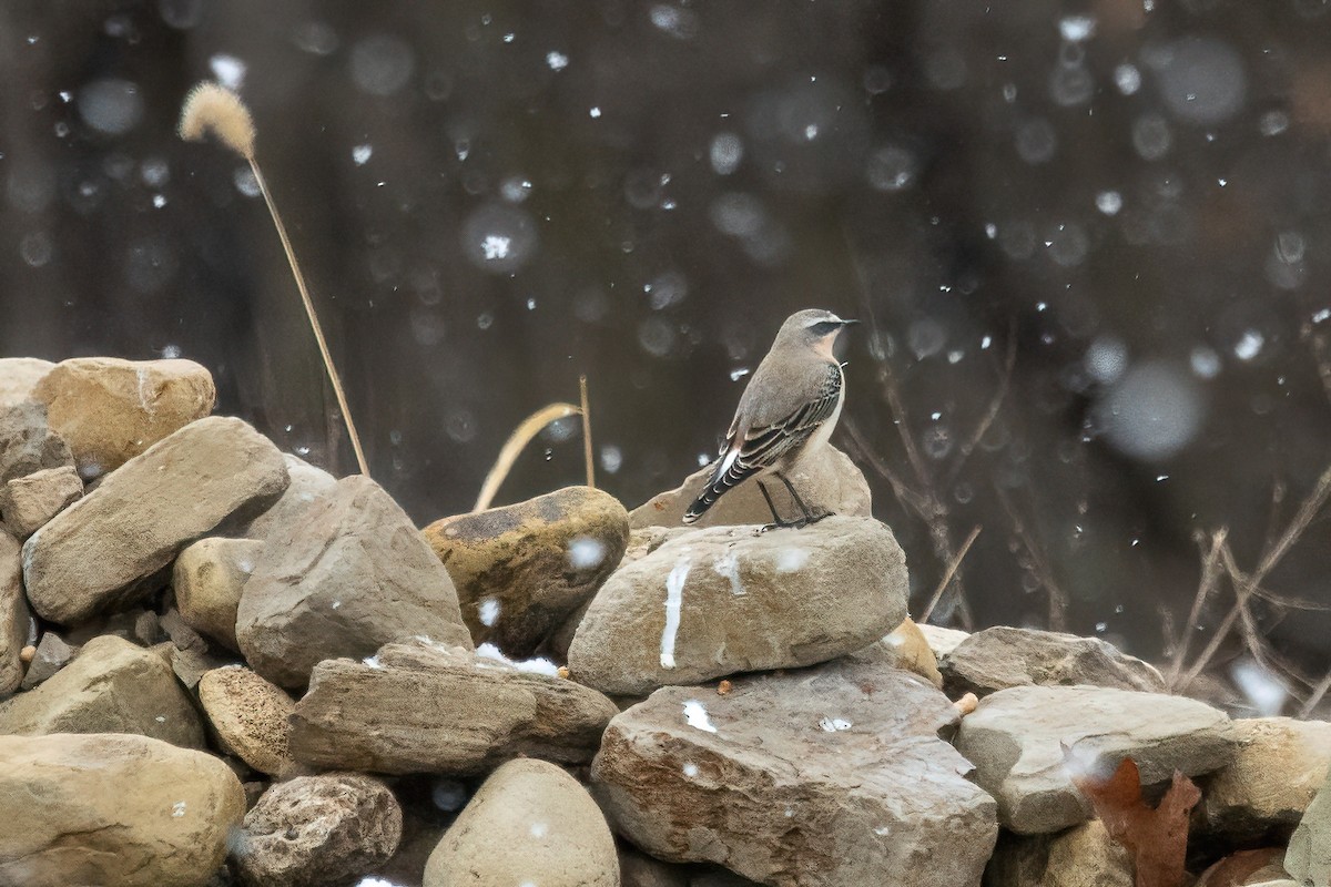 Northern Wheatear - ML298754151