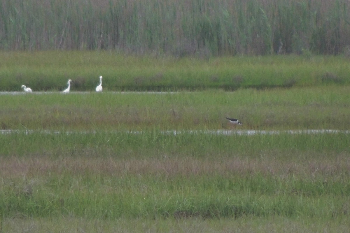 Black-necked Stilt - John Haas