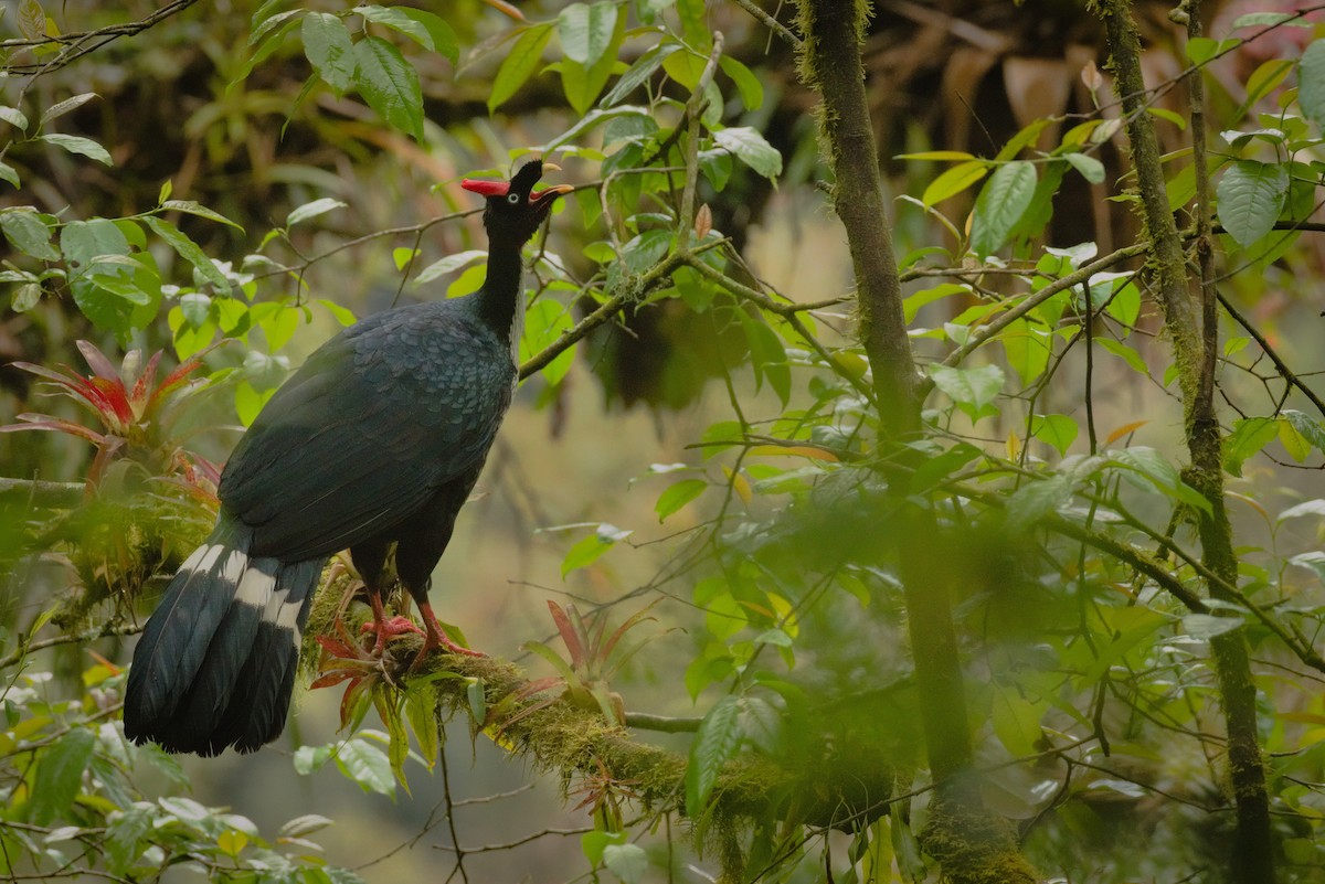 Horned Guan - ML298756611