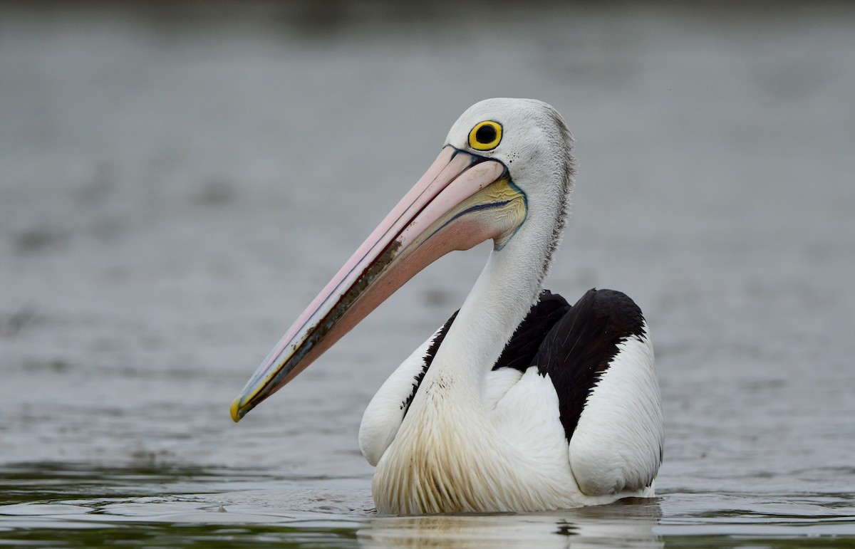 pelikán australský - ML298757901