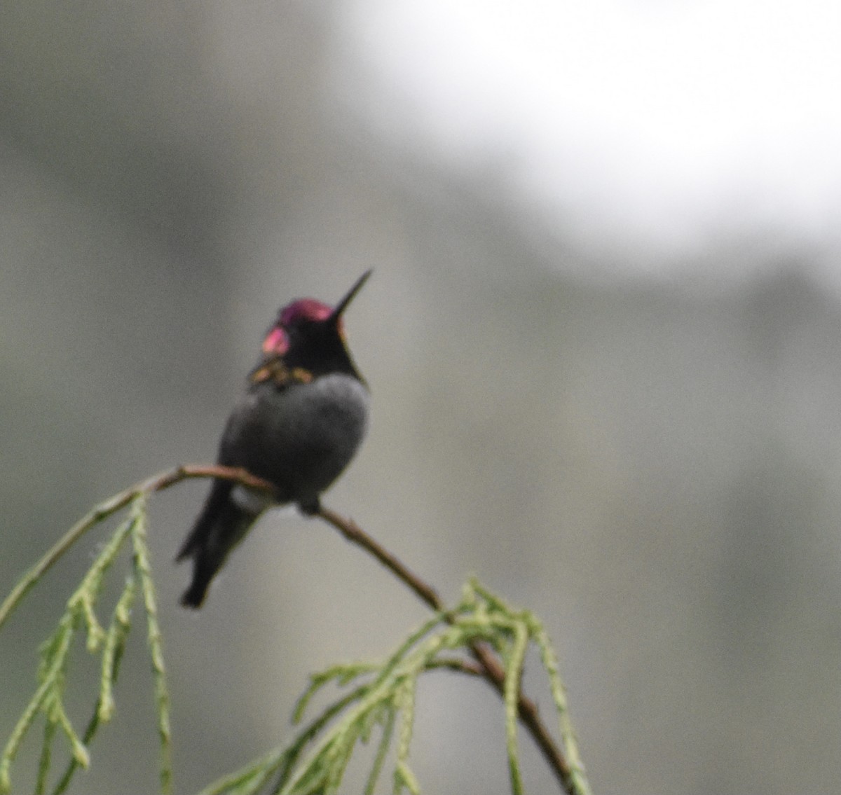 Anna's Hummingbird - ML298759551