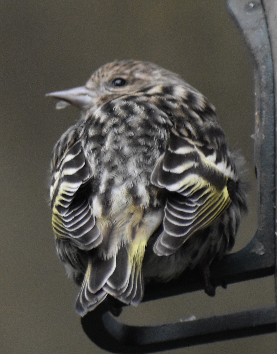 Pine Siskin - ML298759801