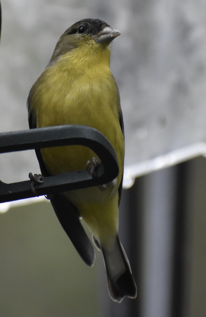 Lesser Goldfinch - ML298760011