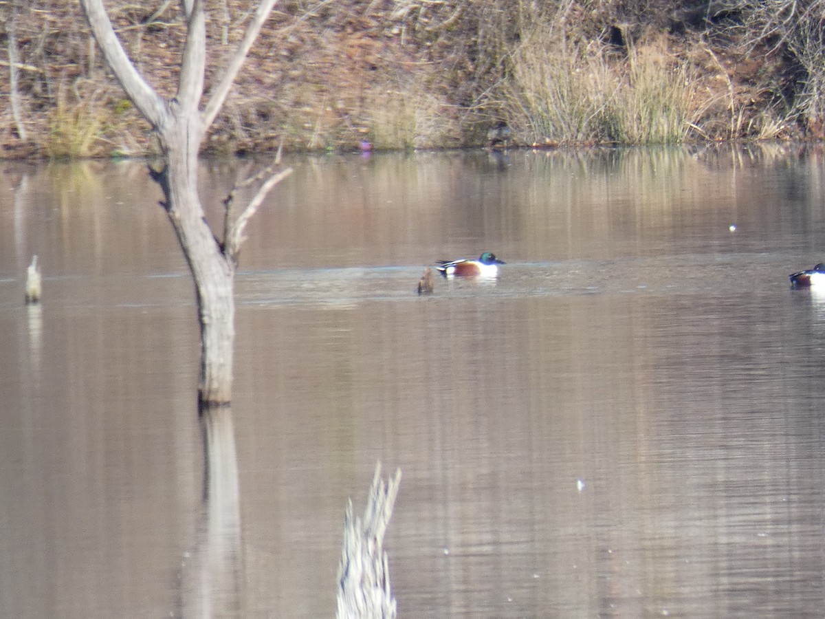 Northern Shoveler - ML298760031