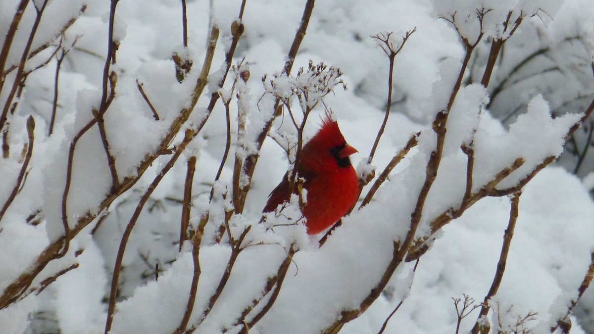 Northern Cardinal - ML298760231