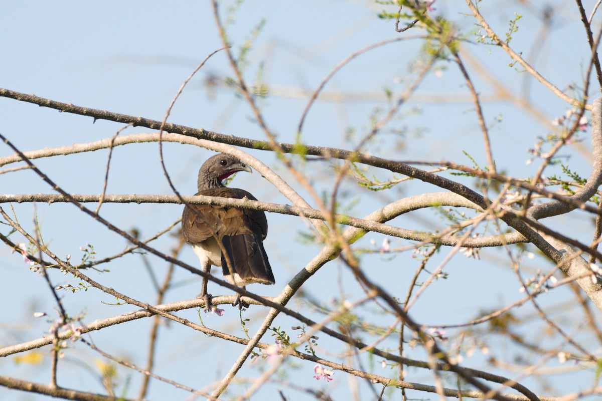 White-bellied Chachalaca - Alberto Lobato (El Chivizcoyo)